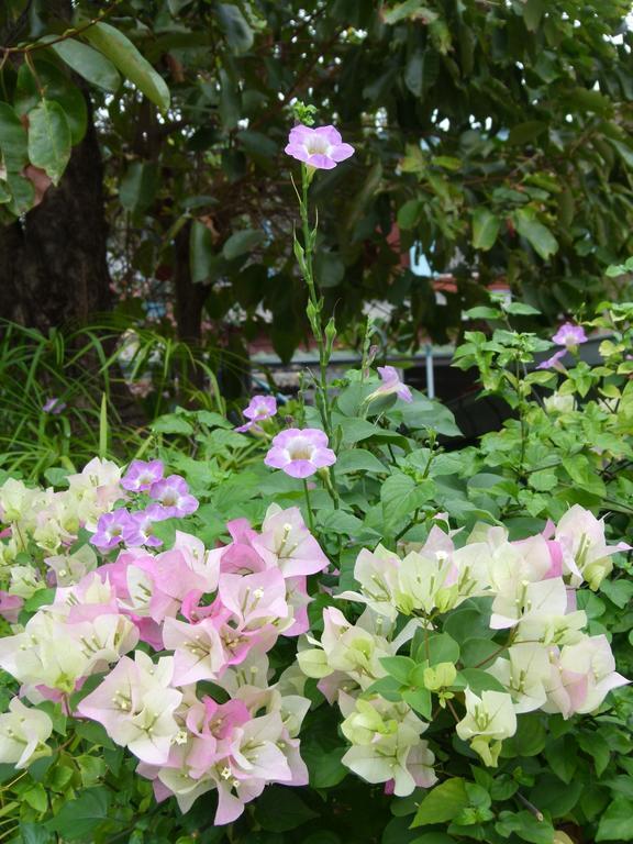 Ban Boonchu Bed & Breakfast Phra Nakhon Si Ayutthaya Exterior foto
